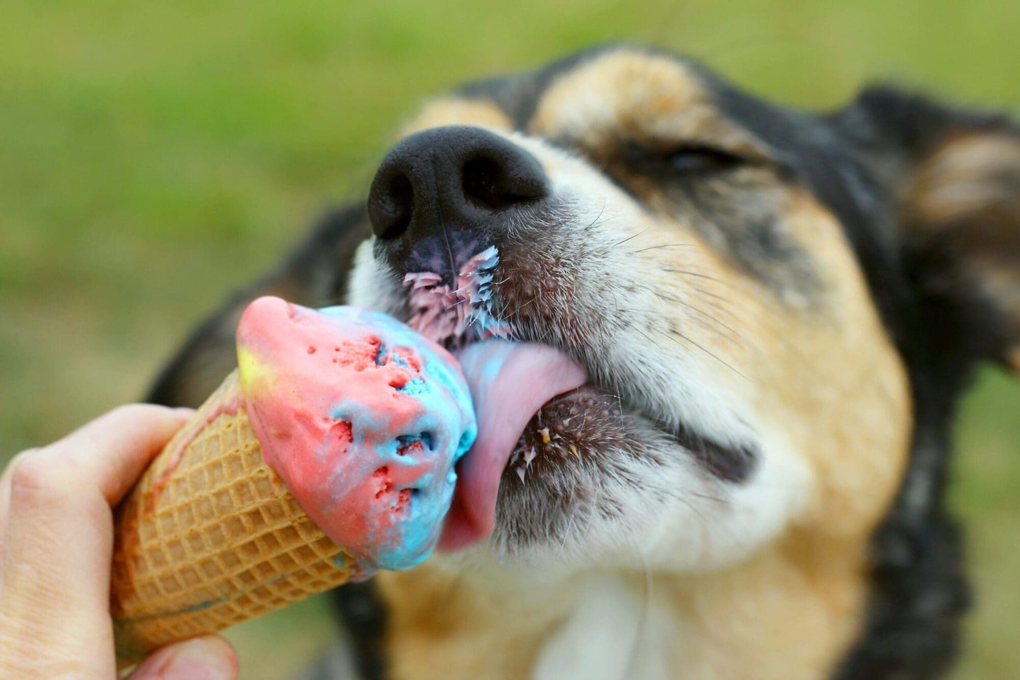 Вкусно ест мороженое. Мороженое для собак. Животные и сладости. Сладости для собак. Собака с мороженым.